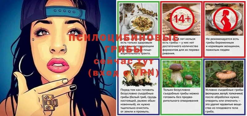 Псилоцибиновые грибы Psilocybe Миллерово